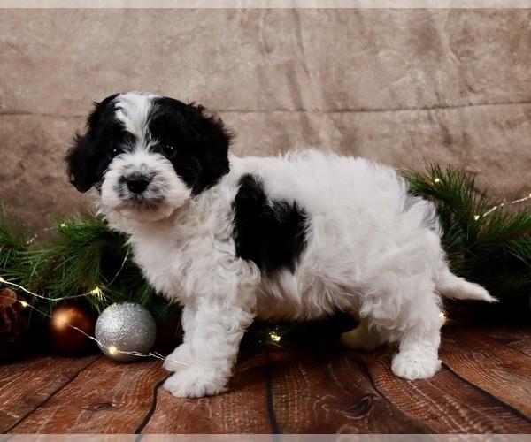 Medium Photo #1 Cavapoo (Toy) Puppy For Sale in WEST SALEM, OH, USA