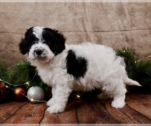 Cavapoo (Toy) Puppy for sale in WEST SALEM, OH, USA