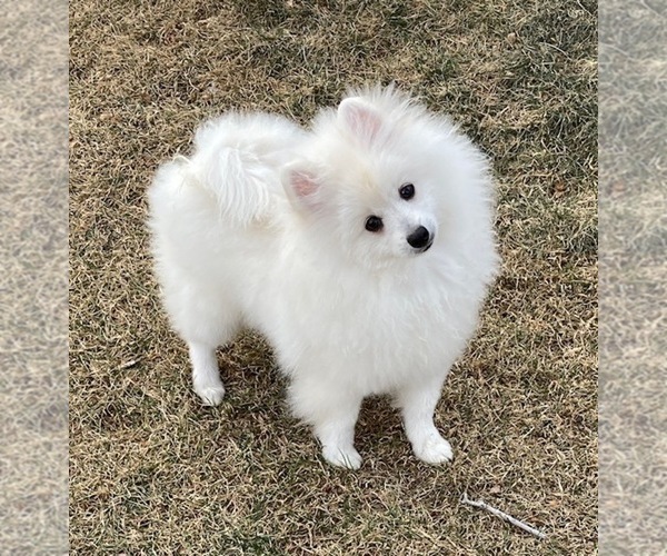 Medium Photo #1 Pomeranian Puppy For Sale in DENVER, CO, USA