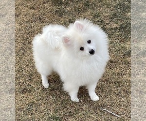 Pomeranian Puppy for sale in DENVER, CO, USA