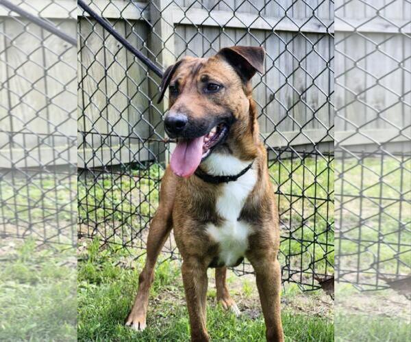 Medium Photo #5 Mutt Puppy For Sale in Westminster, MD, USA