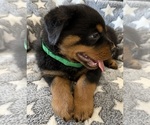 Small #35 Rottweiler