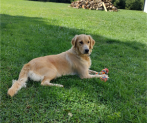 Mother of the Golden Retriever puppies born on 03/01/2024