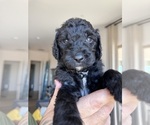 Small #1 Goldendoodle