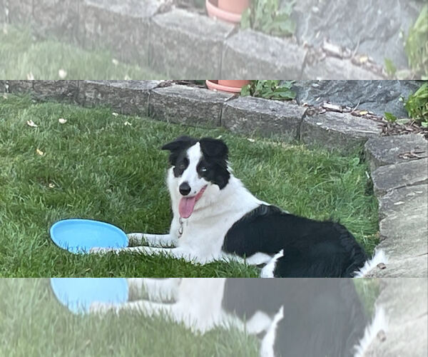 Medium Photo #2 Border Collie Puppy For Sale in Techny, IL, USA