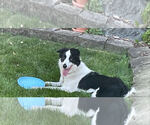 Small #1 Border Collie