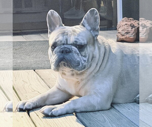 Medium Photo #2 French Bulldog Puppy For Sale in Spring Lake, NC, USA