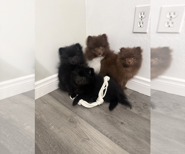Medium Photo #1 Pomeranian Puppy For Sale in BAKERSFIELD, CA, USA