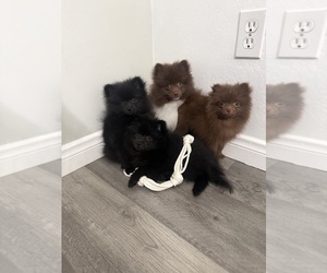 Pomeranian Puppy for sale in BAKERSFIELD, CA, USA