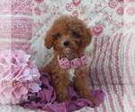 Small #2 Cavapoo