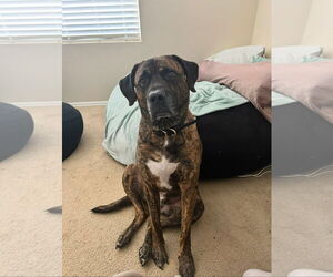 Mastiff Dogs for adoption in Goodyear, AZ, USA
