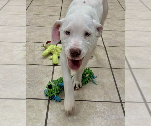 Medium Photo #2 Labrador Retriever-Unknown Mix Puppy For Sale in Brewster, NY, USA