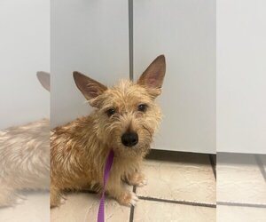 Norwich Terrier-Unknown Mix Dogs for adoption in Holly Springs, NC, USA