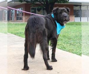 Chinese Shar-Pei-Unknown Mix Dogs for adoption in San Antonio, TX, USA