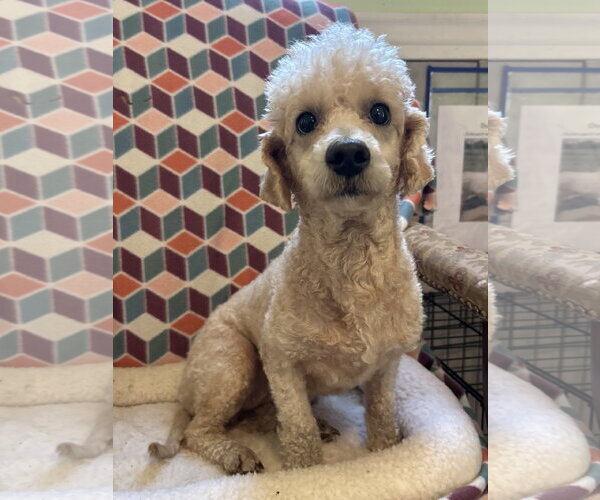 Medium Photo #1 Poodle (Miniature) Puppy For Sale in Pacolet, SC, USA