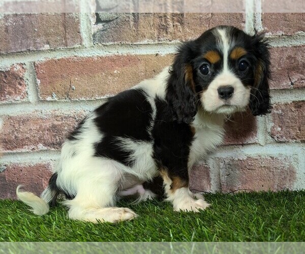 Medium Photo #5 Cavalier King Charles Spaniel Puppy For Sale in MOBERLY, MO, USA