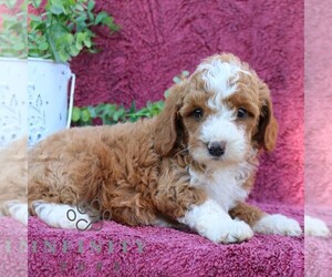 Goldendoodle (Miniature) Puppy for sale in EPHRATA, PA, USA