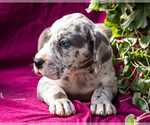 Small #2 Great Dane