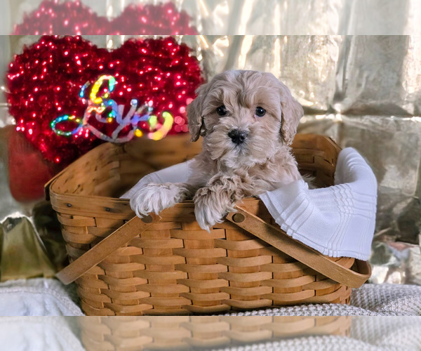Medium Photo #3 Cockapoo (Miniature) Puppy For Sale in GAP, PA, USA