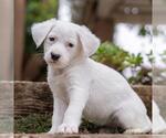 Small #1 Labrador Retriever Mix