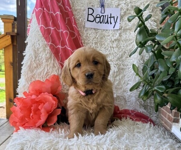 Medium Photo #2 Golden Retriever Puppy For Sale in THORP, WI, USA