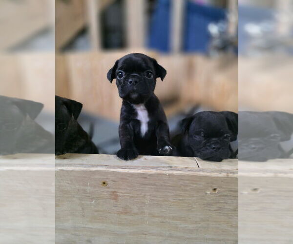Medium Photo #9 Buggs Puppy For Sale in INDIANAPOLIS, IN, USA