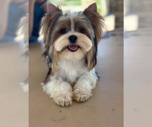 Biewer Terrier Puppy for Sale in RANCHO BERNARDO, California USA