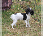 Small Photo #16 Poodle (Toy) Puppy For Sale in CHANUTE, KS, USA