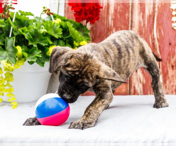 Medium Photo #12 Mastiff Puppy For Sale in WAKARUSA, IN, USA