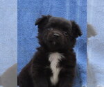 Small #40 Chihuahua