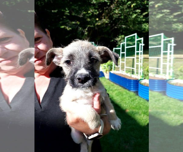 Medium Photo #2 Chihuahua Puppy For Sale in Arlington, WA, USA