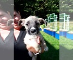 Small #1 Chihuahua