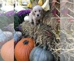Small Photo #4 Golden Retriever Puppy For Sale in LODI, NY, USA
