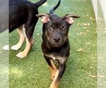 Small #2 German Shepherd Dog Mix