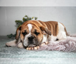 Small Photo #16 Beabull Puppy For Sale in MILLERSBURG, OH, USA