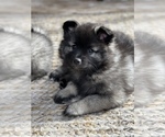 Puppy Lexus Keeshond