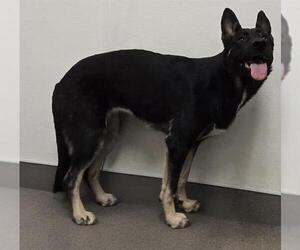 German Shepherd Dog Dogs for adoption in HESPERIA, CA, USA