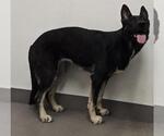 Small German Shepherd Dog