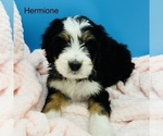 Puppy Hermione Bernedoodle
