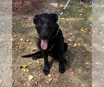 Small #4 Labrador Retriever Mix