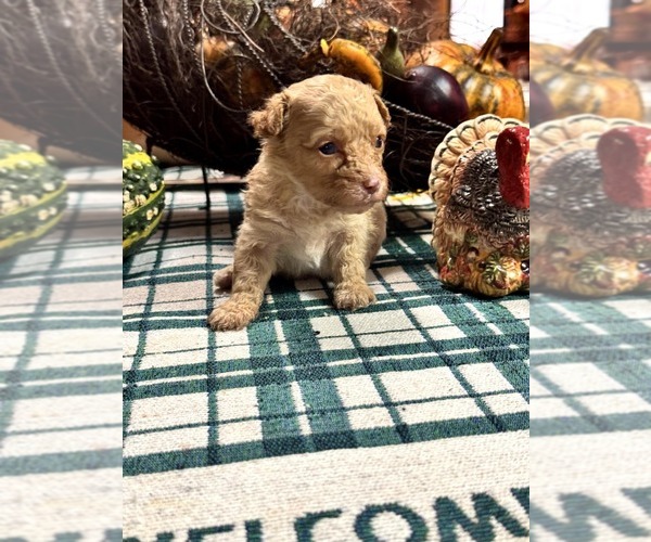 Medium Photo #5 Yorkipoo Puppy For Sale in BOWLING GREEN, KY, USA