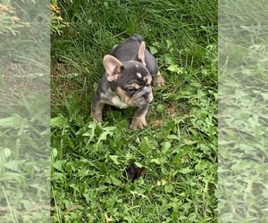 Medium French Bulldog