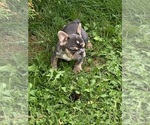Puppy 1 French Bulldog