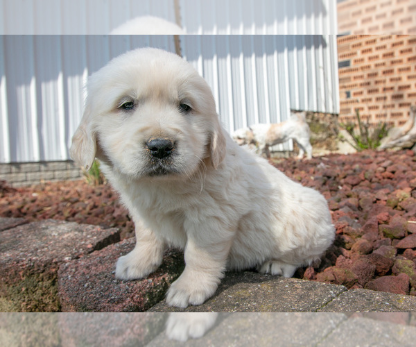 Medium Photo #16 English Cream Golden Retriever Puppy For Sale in ORRVILLE, OH, USA
