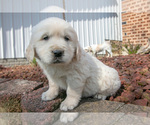 Small Photo #16 English Cream Golden Retriever Puppy For Sale in ORRVILLE, OH, USA