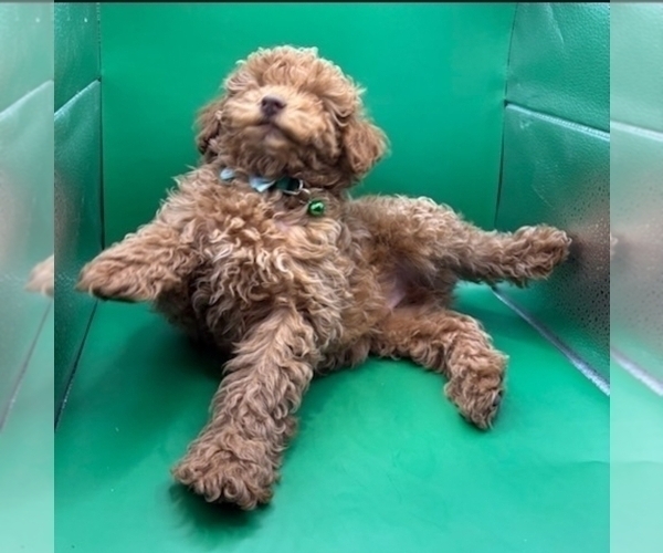 Medium Photo #1 Poodle (Miniature) Puppy For Sale in BLUE MOUND, TX, USA