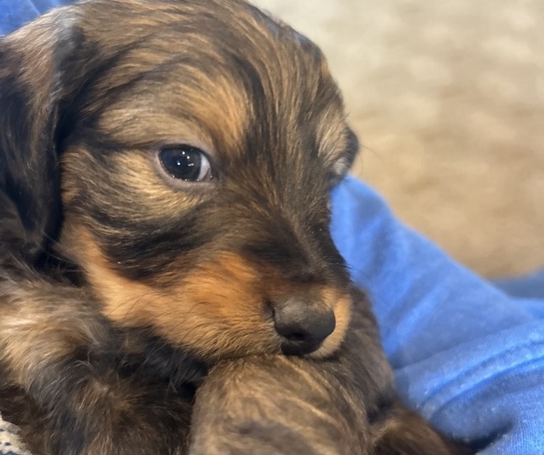 Medium Photo #17 Bernedoodle (Miniature) Puppy For Sale in HENDERSON, CO, USA