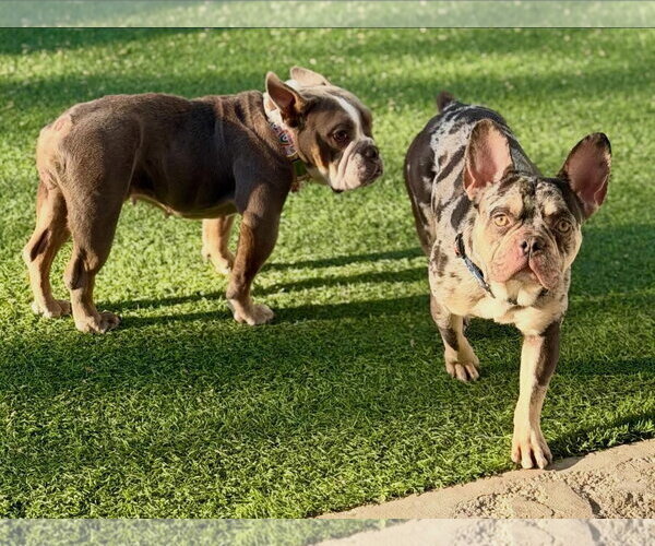 Medium Photo #2 French Bulldog Puppy For Sale in Las Vegas, NV, USA