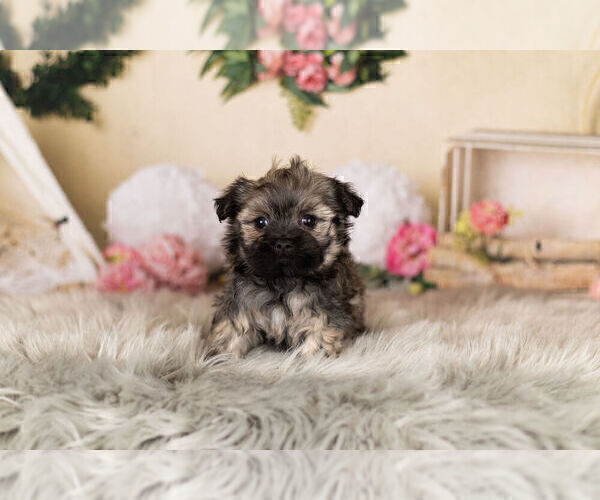 Medium Photo #2 Havanese-Poodle (Toy) Mix Puppy For Sale in WARSAW, IN, USA
