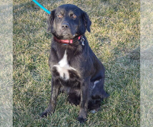 Medium Photo #3 Collie-Unknown Mix Puppy For Sale in Huntley, IL, USA